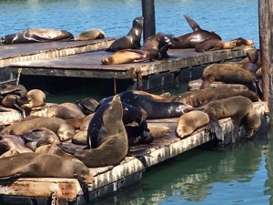 SeaLions