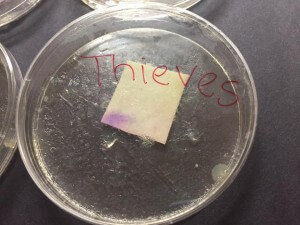 ThievesCleanerExperiment7